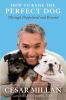 Book cover for "How to raise the perfect dog".