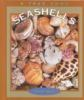 Book cover for "Seashells".