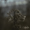 Book cover for "Wilt & Blossom".